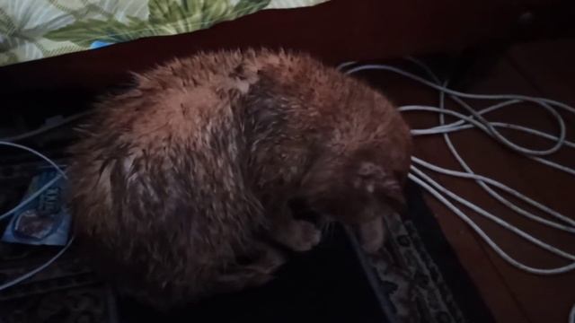 Рыжая свинья смотреть онлайн