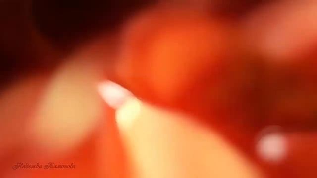 Роберт Рождественский Всё начинается с любви Читает Надежда Тамонова смотреть онлайн