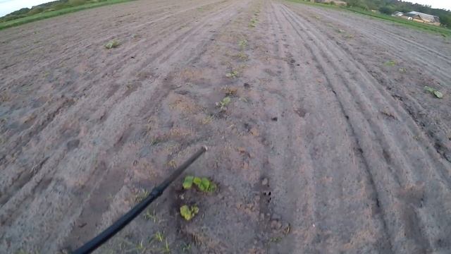 Испытания микроудобрения Вымпел. Первая подкормка тыквы по листу/Test of microfertilizer смотреть онлайн