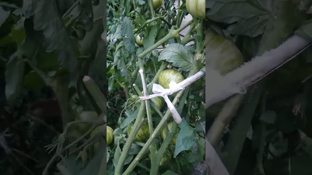 Сорт томата Золотые полосы Сайгела смотреть онлайн