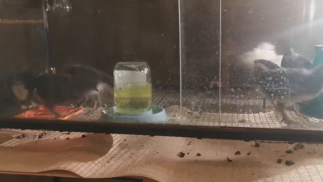 Каннибализм, или расклев у Цыплят . ДИАГНОСТИКА .СИМПТОМЫ.МЕТОДЫ ЛЕЧЕНИЯ смотреть онлайн