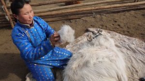 Процесс вычесывания пуха кашемировых коз