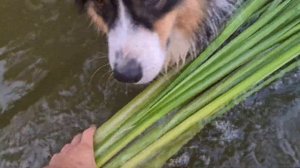 Заготавливаем ценный материал для плетения - рогоз узколистный