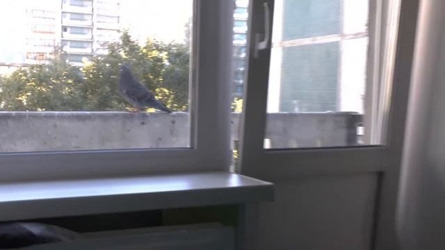 Трудовые будни кота Фенечки смотреть онлайн