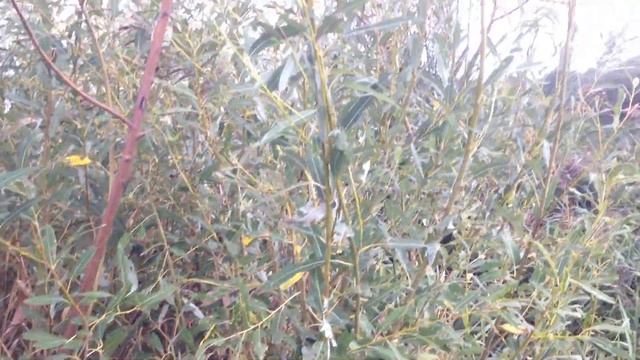 Михалевка протока реки Волга под городом Заволжье смотреть онлайн