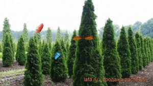 Туя западная Колумна (thuja occidentalis columna) ? Колумна обзор: как сажать, саженцы туи Колумна