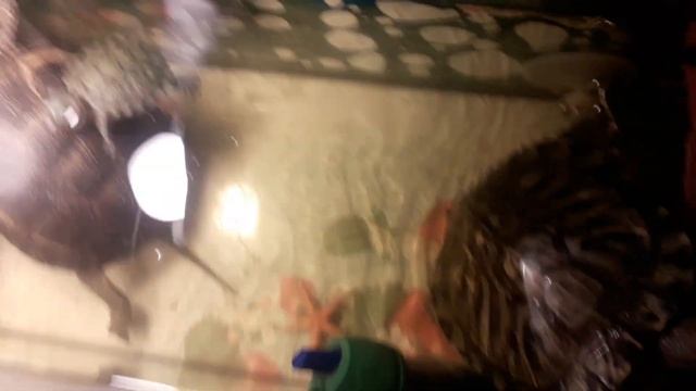 История болотной черепахи Гари./ Нелёгкуюая судьба диких черепах смотреть онлайн