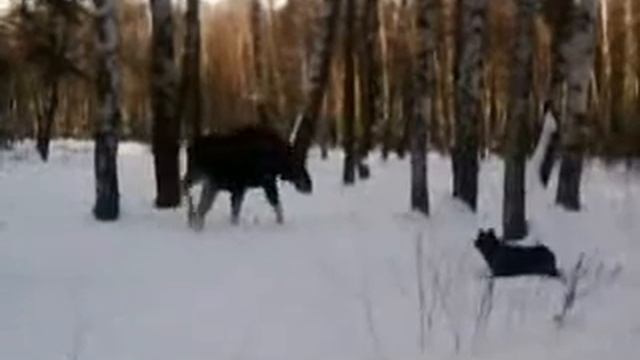 лосю собака надоела.. смотреть онлайн