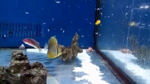 Zebrasoma Desjardinii en Jufor Mundo Animal