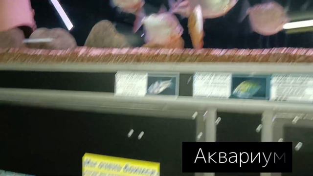 Минский зоопарк 13.08.2023. Знакомство с животными смотреть онлайн