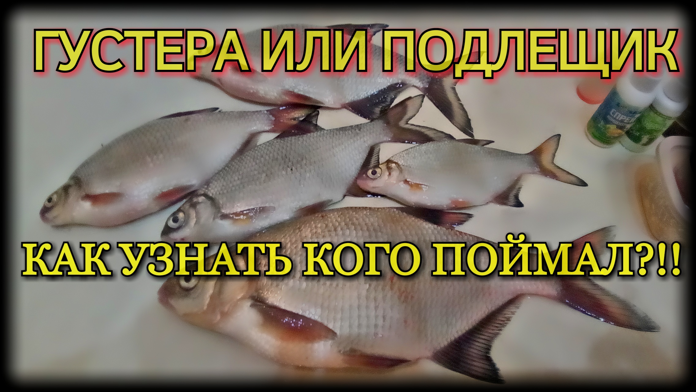 КАК ОТЛИЧИТЬ ГУСТЕРУ ОТ ПОДЛЕЩИКА КОГДА ОНИ МАЛЕНЬКИЕ