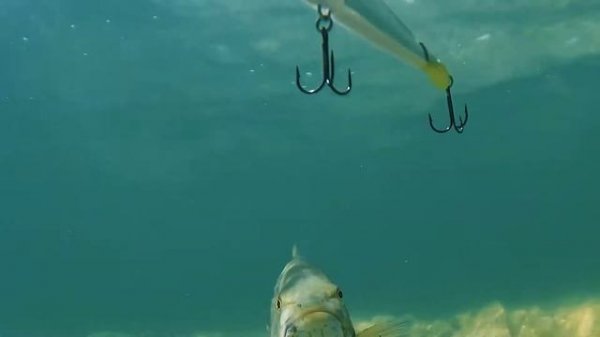 Воблеры Rapala Ripstop — svk-torg.ru