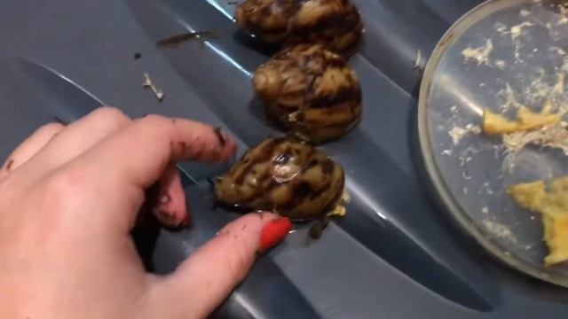 Овумы|Убираю в контейнере у своих улиток||Архахатина маргината овум смотреть онлайн