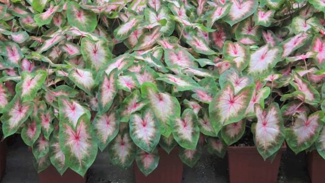 Weekly Availability 5-1-2015