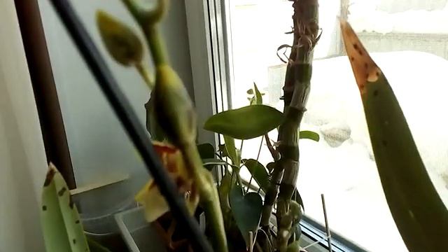 Расцвела камбрия. Название не знаю.🌺 смотреть онлайн