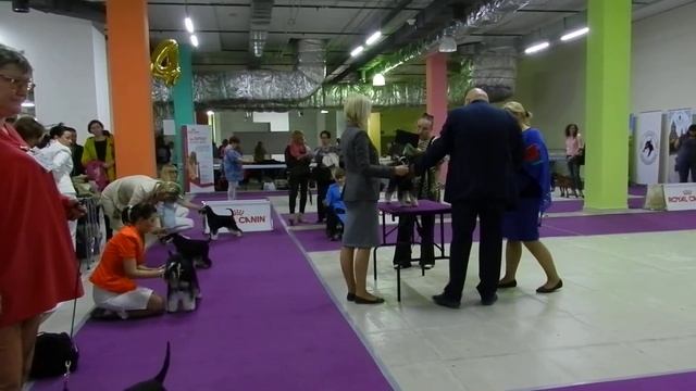 ispu 2017, собаки породы цвергшнауцер ч/с, кобели класса чемпионы смотреть онлайн