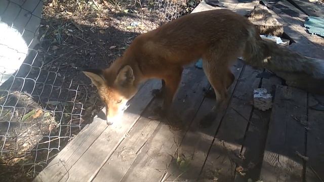 Кормим лиса мышью смотреть онлайн
