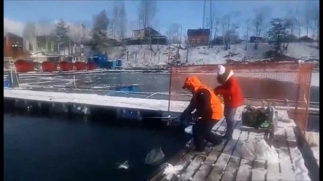 Форель клюет в Подмосковье!!! Бешеный клев !!! Рыбалка в Подмосковье!!! смотреть онлайн