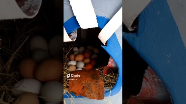 КОРМЛЕНИЕ КУР КИРПИЧАМИ!!! смотреть онлайн