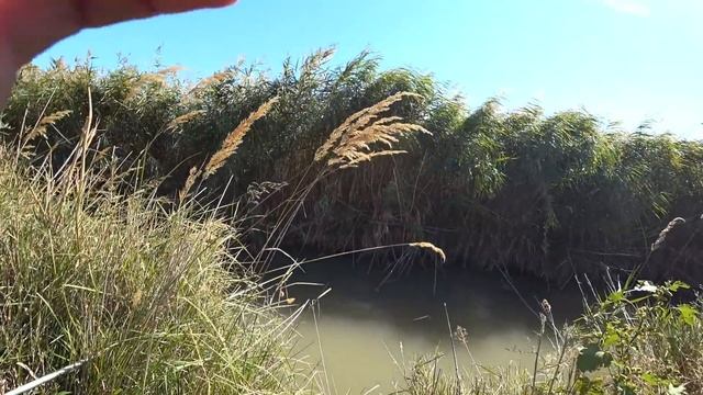 Рыбалка в Алматы. Ловля сазана в маленькой речке смотреть онлайн