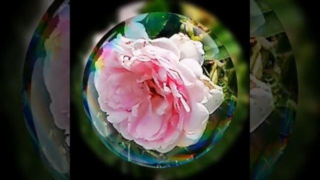 Летние зарисовки