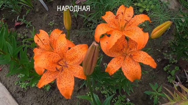 ЛИЛИИ ОТЕЧЕСТВЕННЫЕ И ПРИБАЛТИЙСКИЕ - 2018 смотреть онлайн