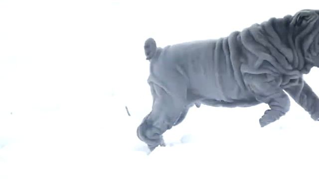 Щенки шар-пея хорс и браш смотреть онлайн