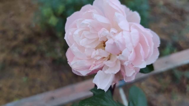 Розы цветущие в ноябре.Перечень сортов. Зона морозостойкости 5b. смотреть онлайн