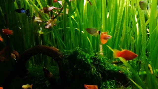 The Best 4K Aquarium For Relaxation Sleep Relax Meditation Music - 4K UHD ✨️