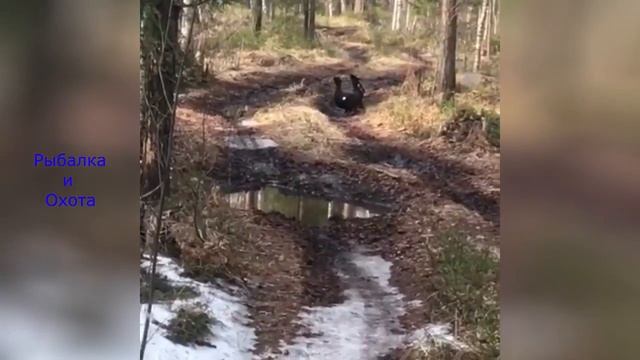 Русская охота Лес Глухари смотреть онлайн