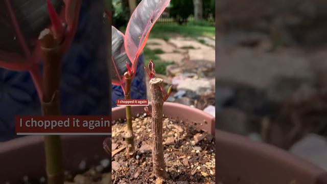 Ruby Ficus Elastica Rubber Tree | How to Propagate and Branch | 2 year compilation video смотреть онлайн