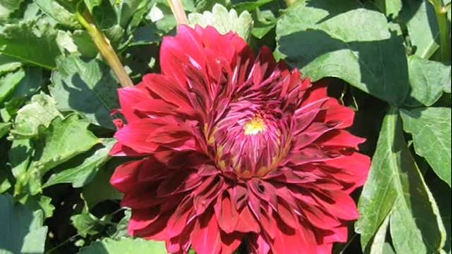 Коллекция георгин 2019 Декоративные сорта 3 часть. смотреть онлайн