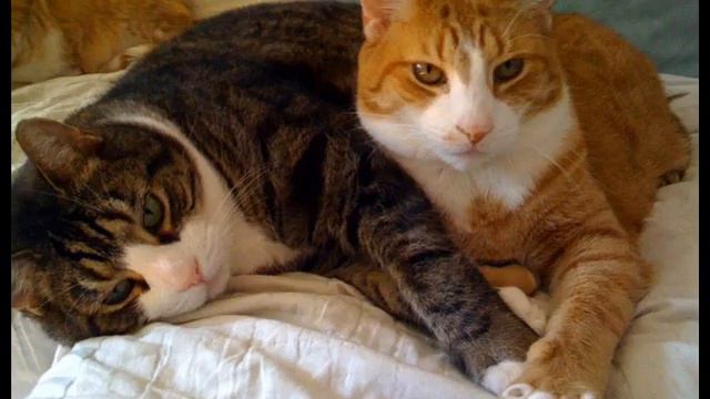cats song смотреть онлайн