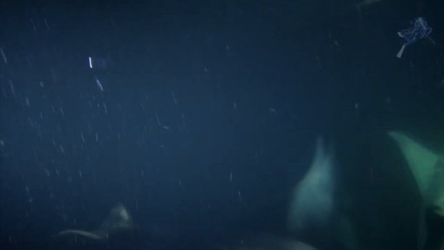 Манта смотреть онлайн