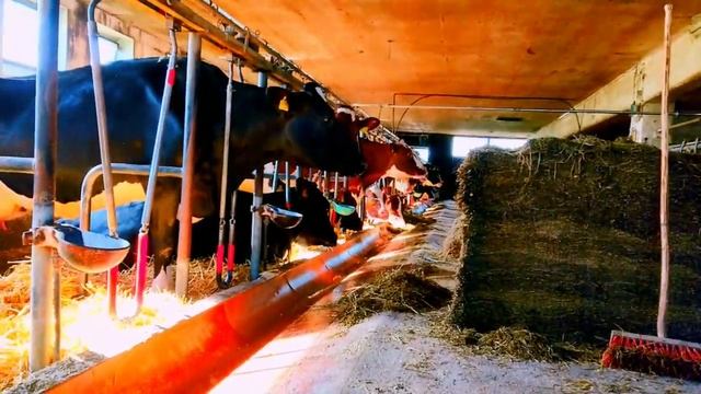 #Голштинки #Коровник Рацион питания голштинских коров. Шутка ставшая реальностью. Был побег коров? смотреть онлайн