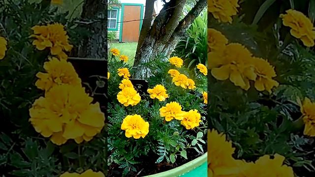 Бархатцы Цветы? смотреть онлайн