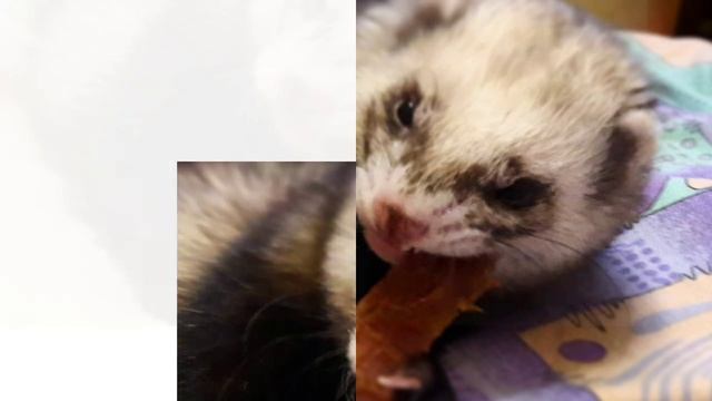 хорек в фото) часть 1 смотреть онлайн