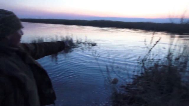 Сибирские пауки и хапуги от Александра Сибирского. смотреть онлайн