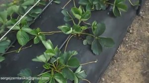 Клубника Капри и Спаржи обзор