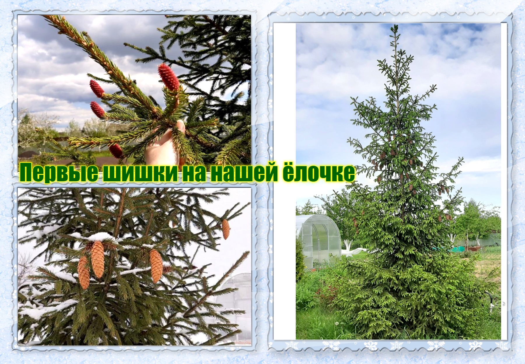 ✅ Первые шишки на нашей ёлке ! Ёлочка зацвела !