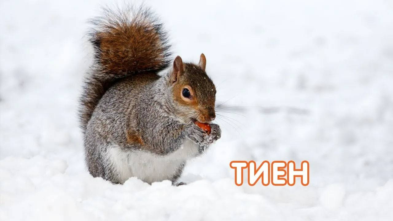 Тиен / Белка / Балалар өчен видео / Видео для детей / Дикие животные