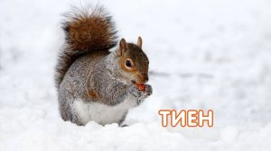 Тиен / Белка / Балалар өчен видео / Видео для детей / Дикие животные
