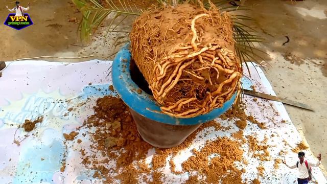 Phoenix palm care and reporting फ़ीनिक्स प्लांट की देखभाल और रिपॉट कैसे करें смотреть онлайн