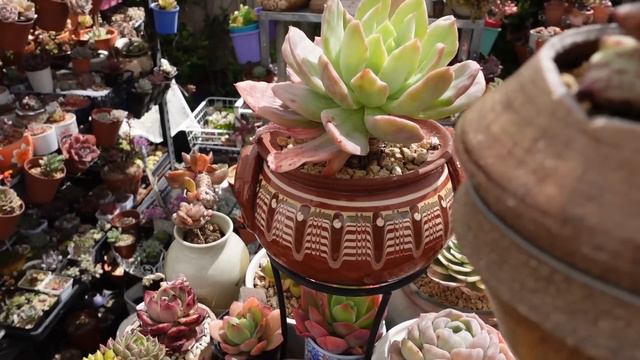 Variegated Succulents Growing & Propagating Tips | VLOG #204 - Growing Succulents with LizK смотреть онлайн
