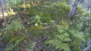 Как сделать солонец для лося, косули, кабана