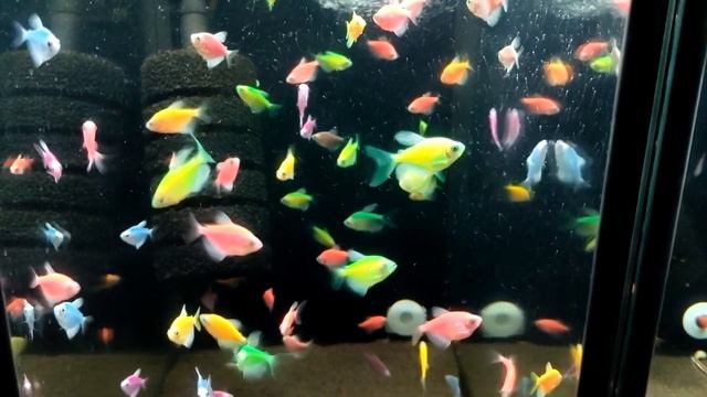КТО ТАКИЕ GLOFISH РЫБКИ - аквариумистика