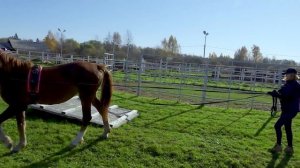 Обучение молодой лошади и неопытных владельцев. Про тренинги и мастер классы.
