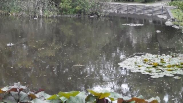 Прогулка по Быдгощу, Польша. Spacer po Bydgoszczy, Polska. смотреть онлайн