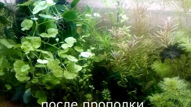 20 и 50 литровый аквариумы . смотреть онлайн