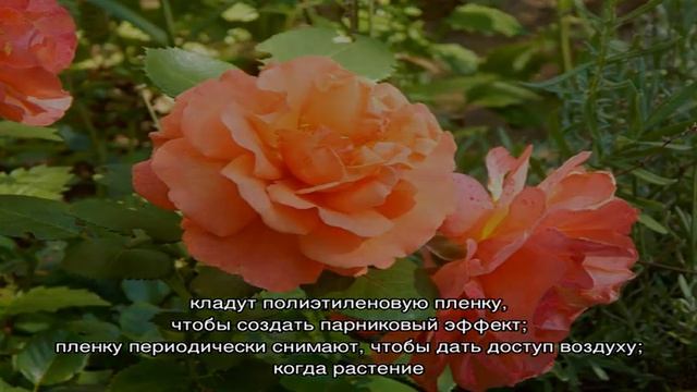 Роза Изи Даз Ит (Easy Does It) смотреть онлайн